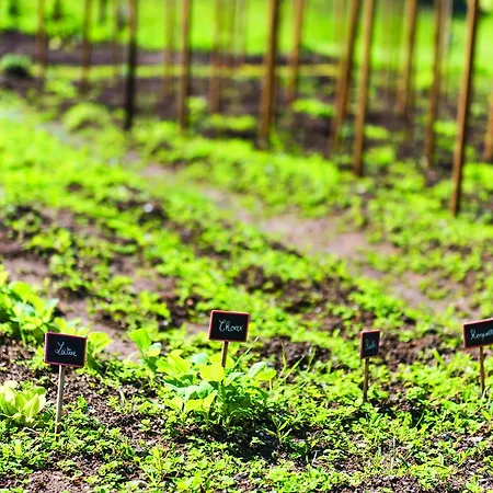 Château Rochefort Allaman