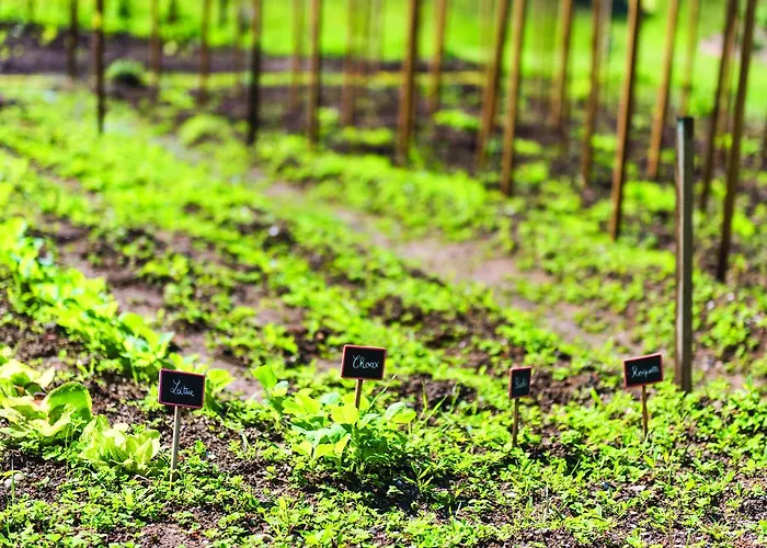 Chateau Rochefort Allaman